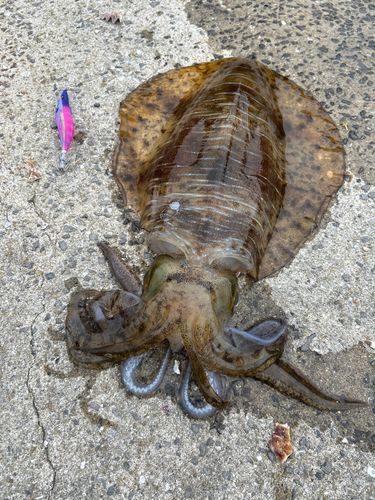 アオリイカの釣果