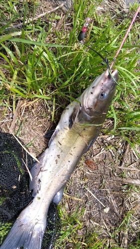 アメリカナマズの釣果