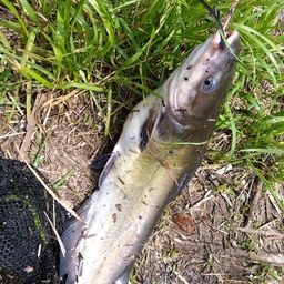 アメリカナマズ