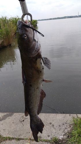 アメリカナマズの釣果