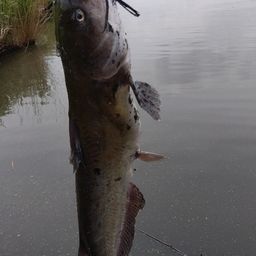 アメリカナマズ