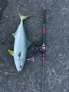 ヒラマサの釣果