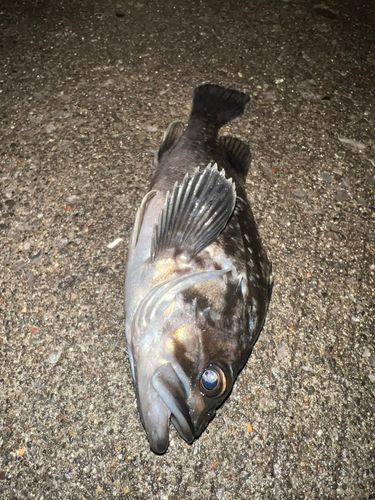 クロソイの釣果