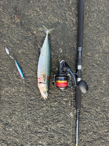 サバの釣果