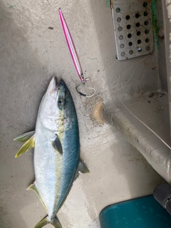 ヒラマサの釣果