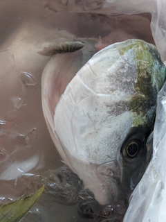 メジロの釣果