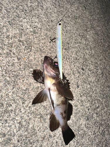 クロメバルの釣果