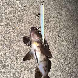 クロメバル