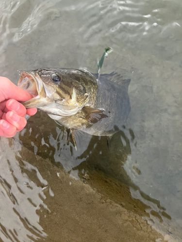 スモールマウスバス