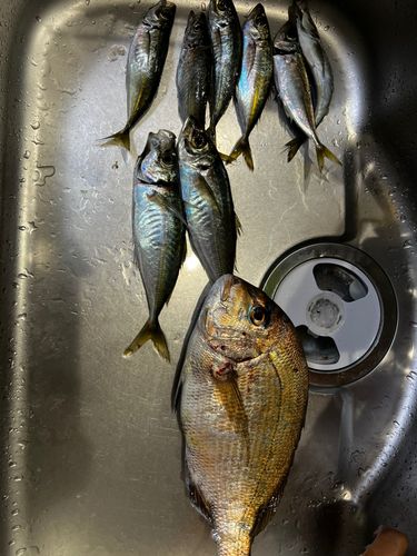 アジの釣果