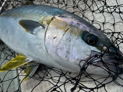 ヒラマサの釣果