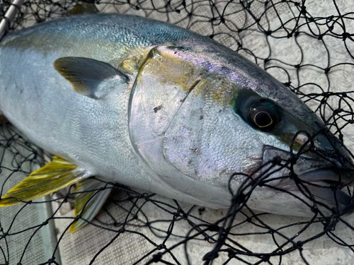 ヒラマサの釣果