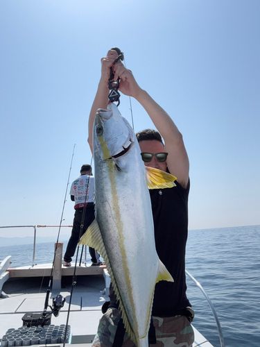ヒラマサの釣果