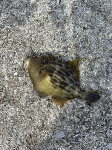 カワハギの釣果