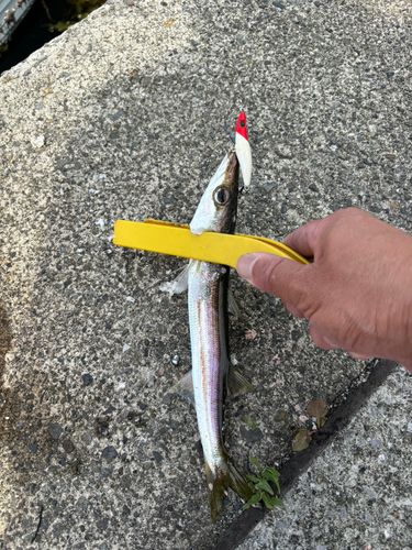 アカカマスの釣果