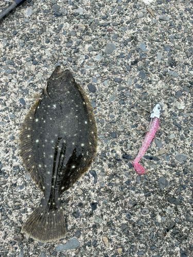 ヒラメの釣果
