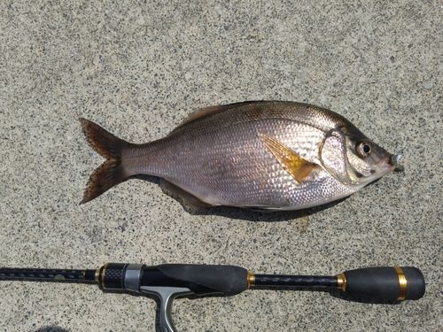 ウミタナゴの釣果