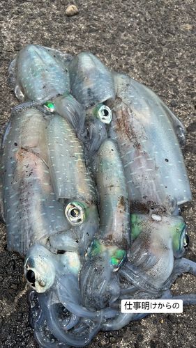 アオリイカの釣果