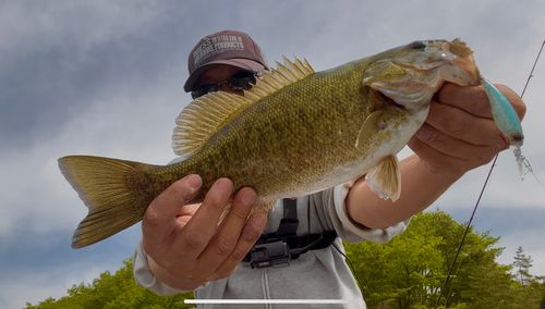 スモールマウスバスの釣果