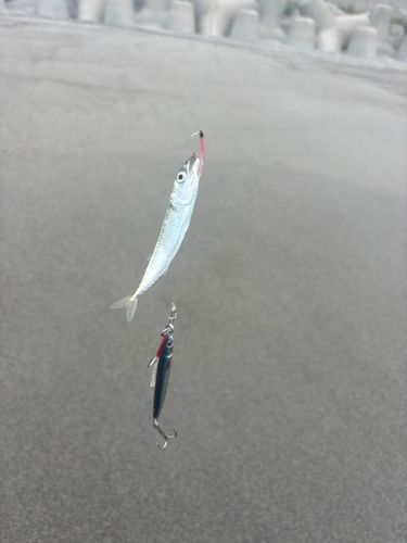 サバの釣果