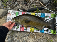 スモールマウスバスの釣果