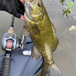 スモールマウスバス