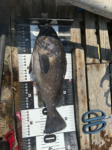 クロソイの釣果