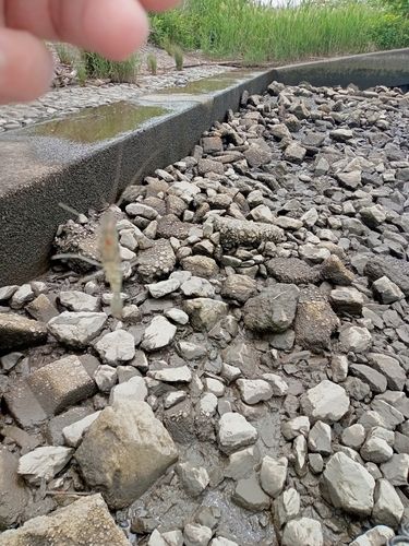 テナガエビの釣果