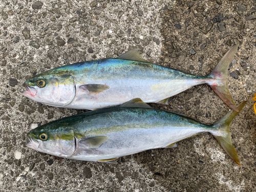 ハマチの釣果