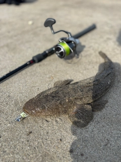 マゴチの釣果