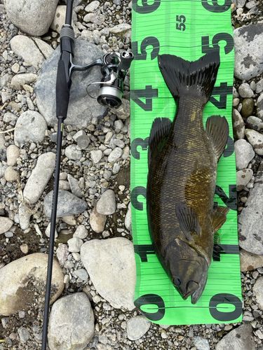 スモールマウスバスの釣果