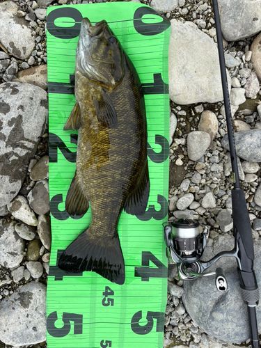 スモールマウスバスの釣果