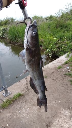 アメリカナマズの釣果