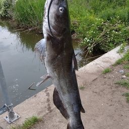 アメリカナマズ