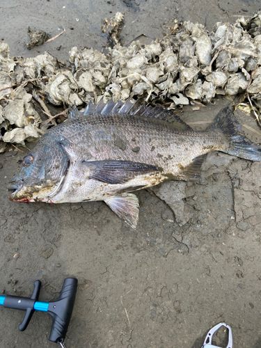 チヌの釣果