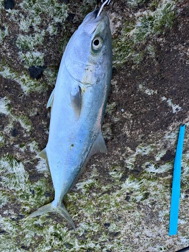 ヒラマサの釣果