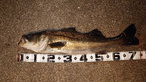 シーバスの釣果