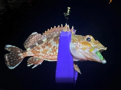ガシラの釣果