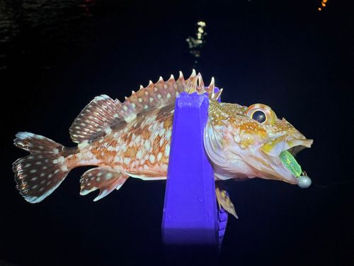 ガシラの釣果