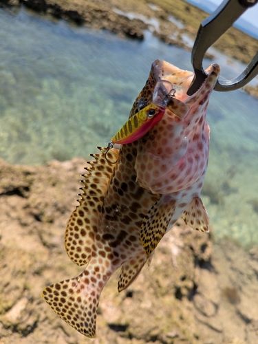 イシミーバイの釣果
