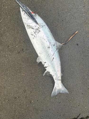 サクラマスの釣果