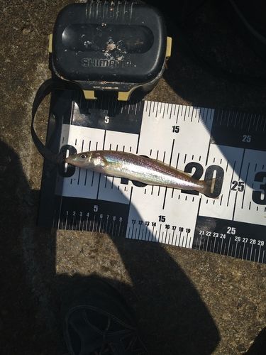 シロギスの釣果