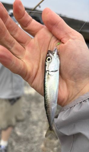 サバ