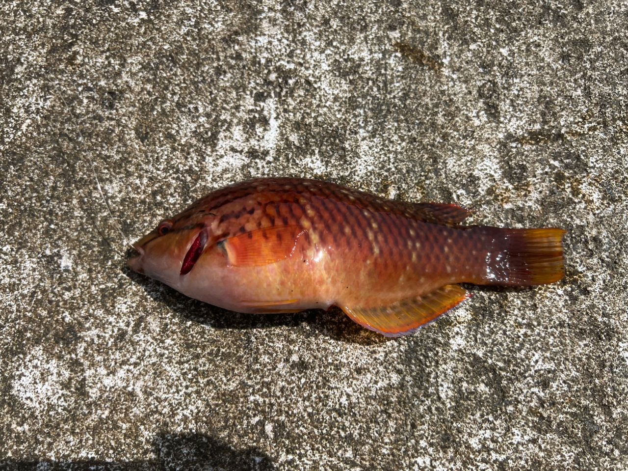 アカササノハベラ