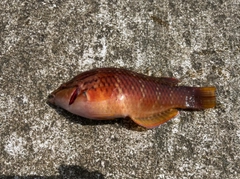 アカササノハベラの釣果