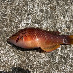 アカササノハベラ