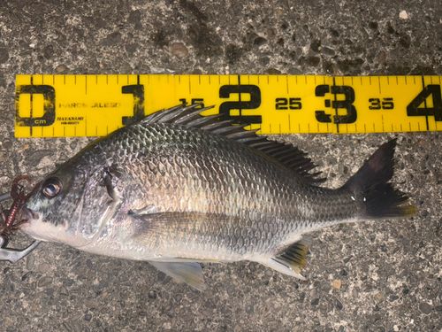 キビレの釣果