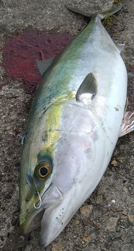 ブリの釣果