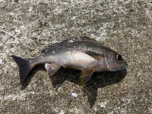 イサキの釣果