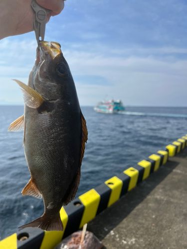 イサキの釣果